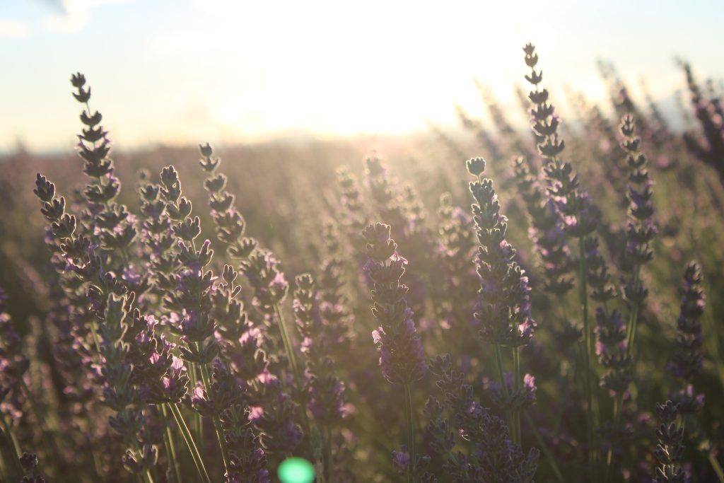 lavanda baciata dal sole