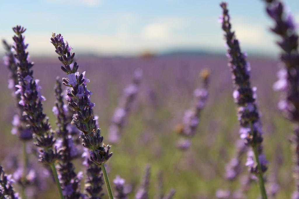 lavanda