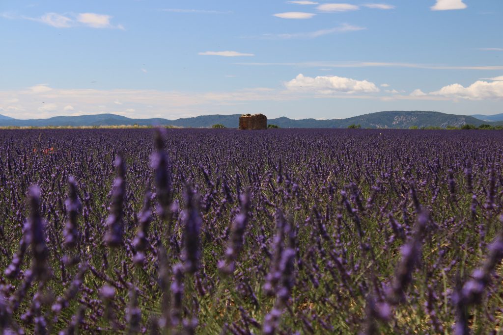 Campo di lavanda con rustico
